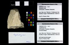 Foto (Objekt + Etikett) von Cyclothyreus sp.  (NHMW-GEO-1990-0041-3133)